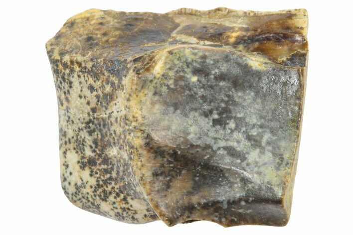 Fossil Triceratops Shed Tooth - Wyoming #364331